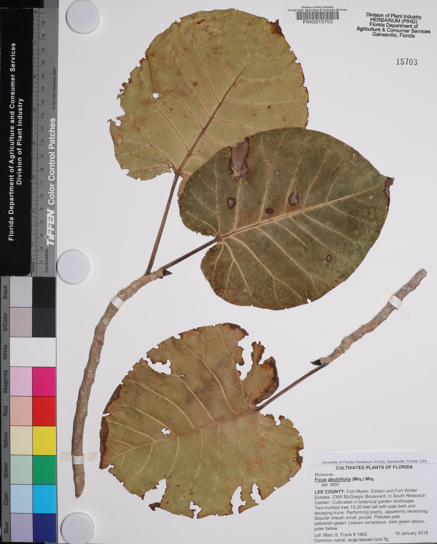 Ficus abutilifolia image