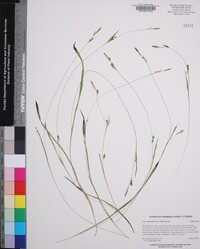 Carex gholsonii image
