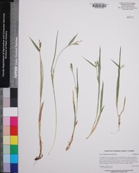 Carex kraliana image