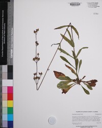 Penstemon australis image