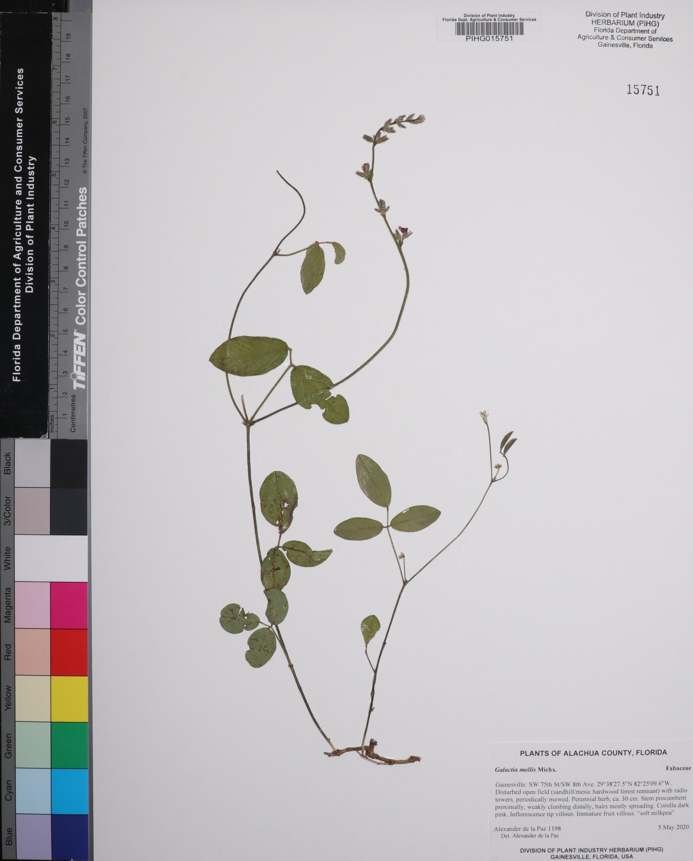 Galactia mollis image