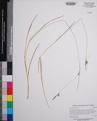 Carex turgescens image