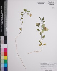 Physalis arenicola image