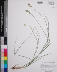 Carex alata image