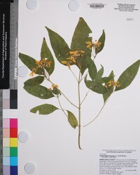 Lasianthaea fruticosa image