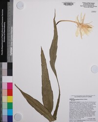 Epiphyllum pumilum image