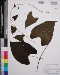 Dioscorea dodecaneura image