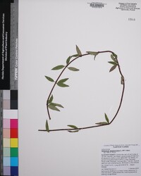 Gelsemium sempervirens image