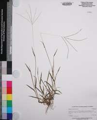 Digitaria violascens image