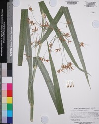 Rhynchospora corniculata image