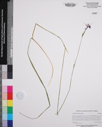 Nemastylis floridana image