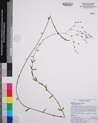 Hypericum harperi image