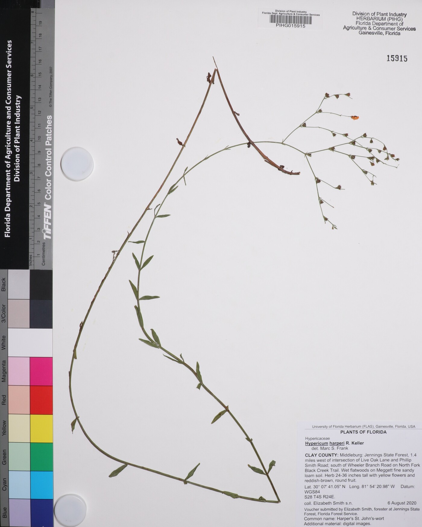 Hypericum harperi image