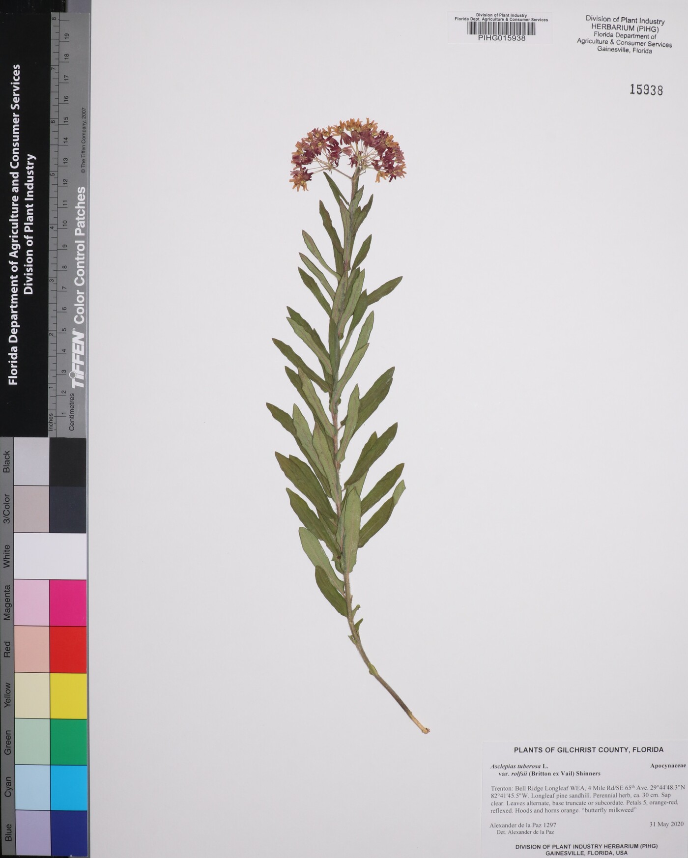 Asclepias tuberosa var. rolfsii image