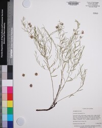 Krameria lanceolata image