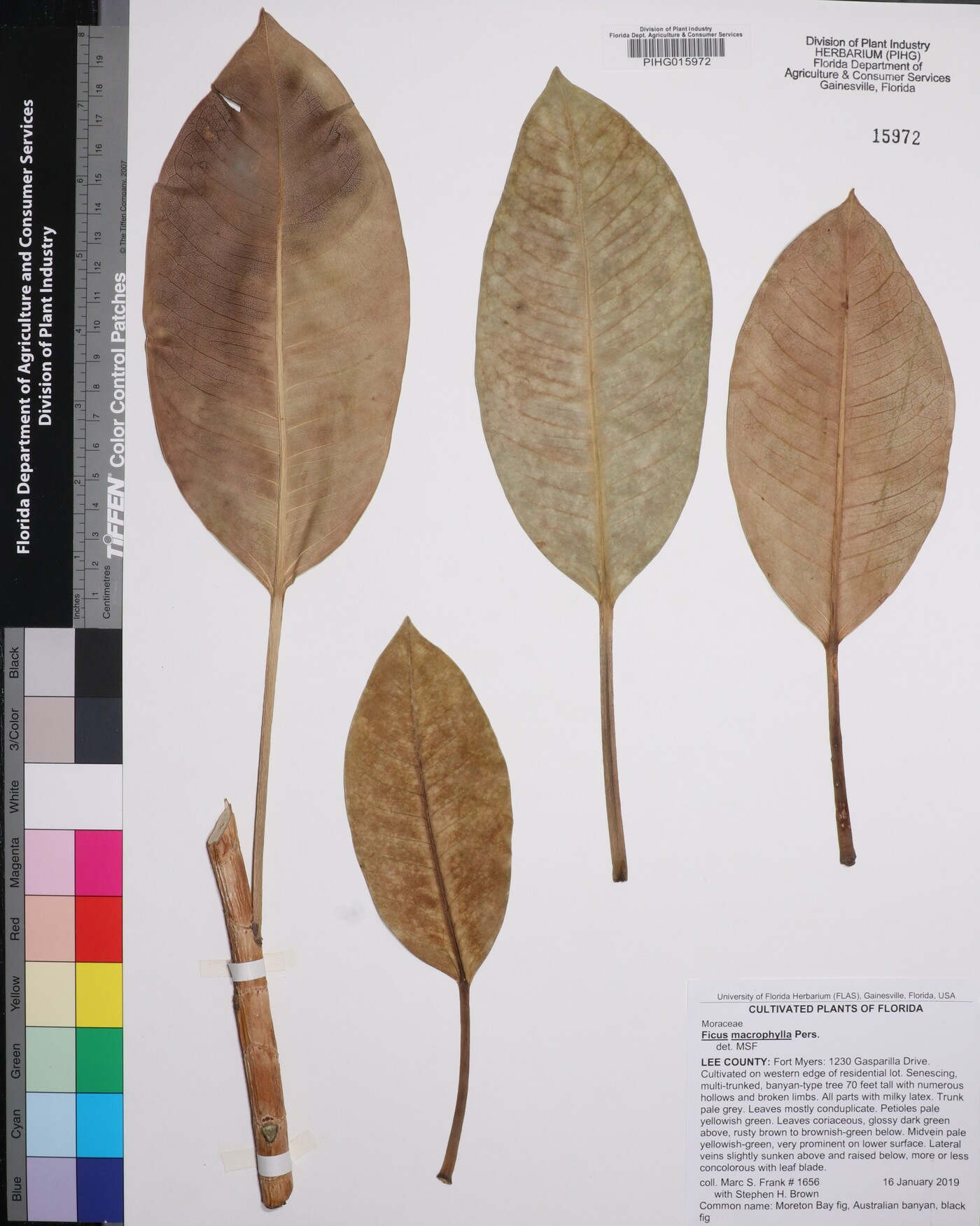 Ficus macrophylla image