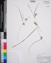 Carex gigantea image