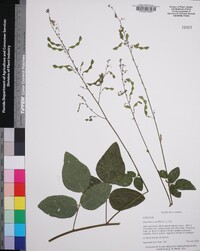 Desmodium viridiflorum image