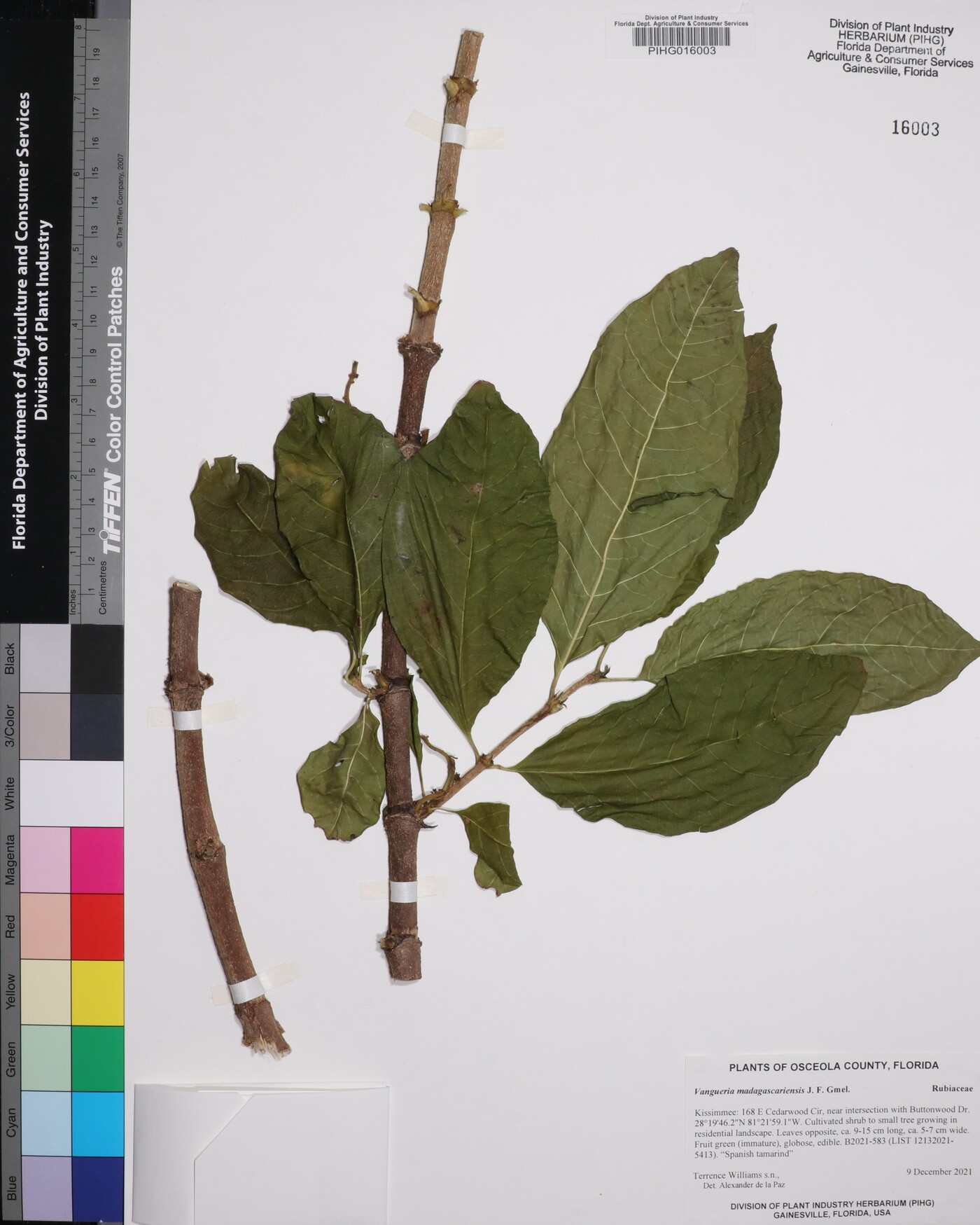 Vangueria madagascariensis image