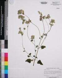 Ageratum conyzoides image