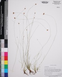 Rhynchospora chapmanii image