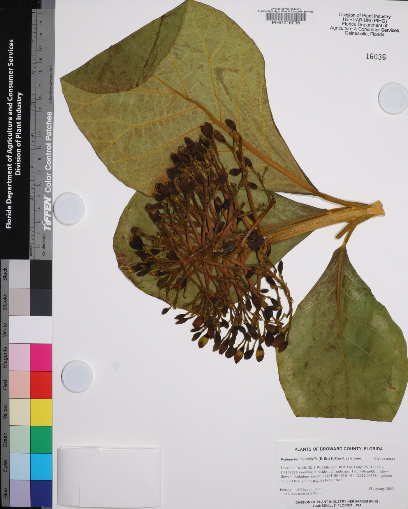 Deplanchea tetraphylla image