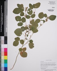 Rhynchosia tomentosa var. tomentosa image