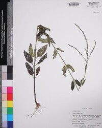 Verbena scabra image