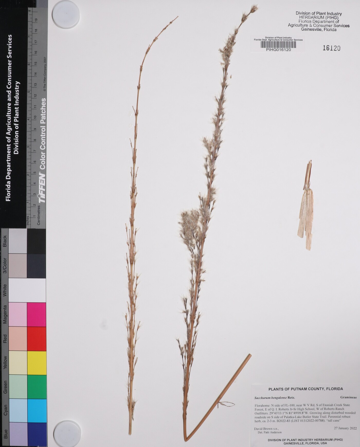 Saccharum bengalense image