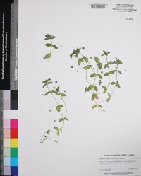 Lysimachia arvensis image