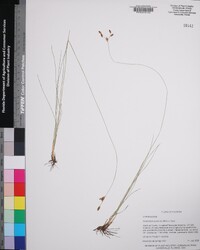 Fimbristylis puberula image