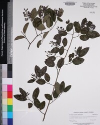 Berchemia scandens image