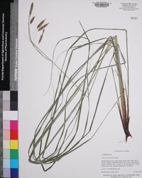 Carex glaucescens image