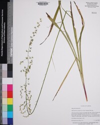 Stenanthium gramineum image