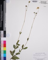 Verbesina heterophylla image