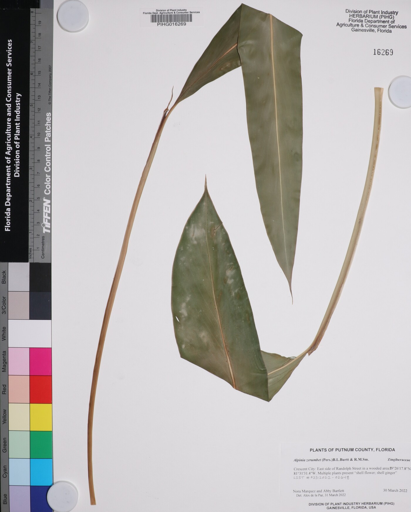 Alpinia zerumbet image