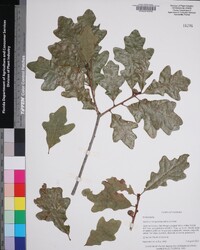 Image of Quercus margaretiae