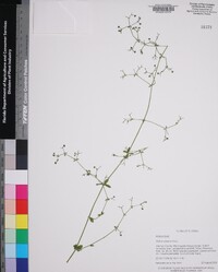 Galium pilosum image