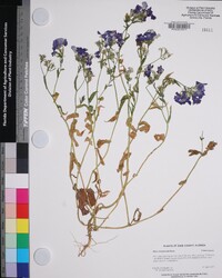 Phlox drummondii image