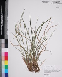 Carex crebriflora image