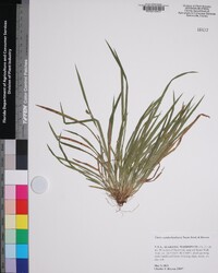 Carex cumberlandensis image