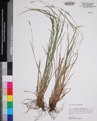 Carex gracilescens image