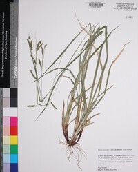 Carex oxylepis image