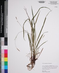 Carex purpurifera image