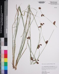 Rhynchospora capitellata image