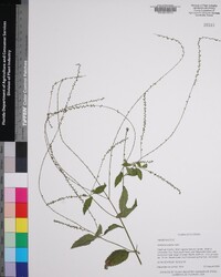 Verbena scabra image