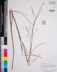 Coelorachis tuberculosa image