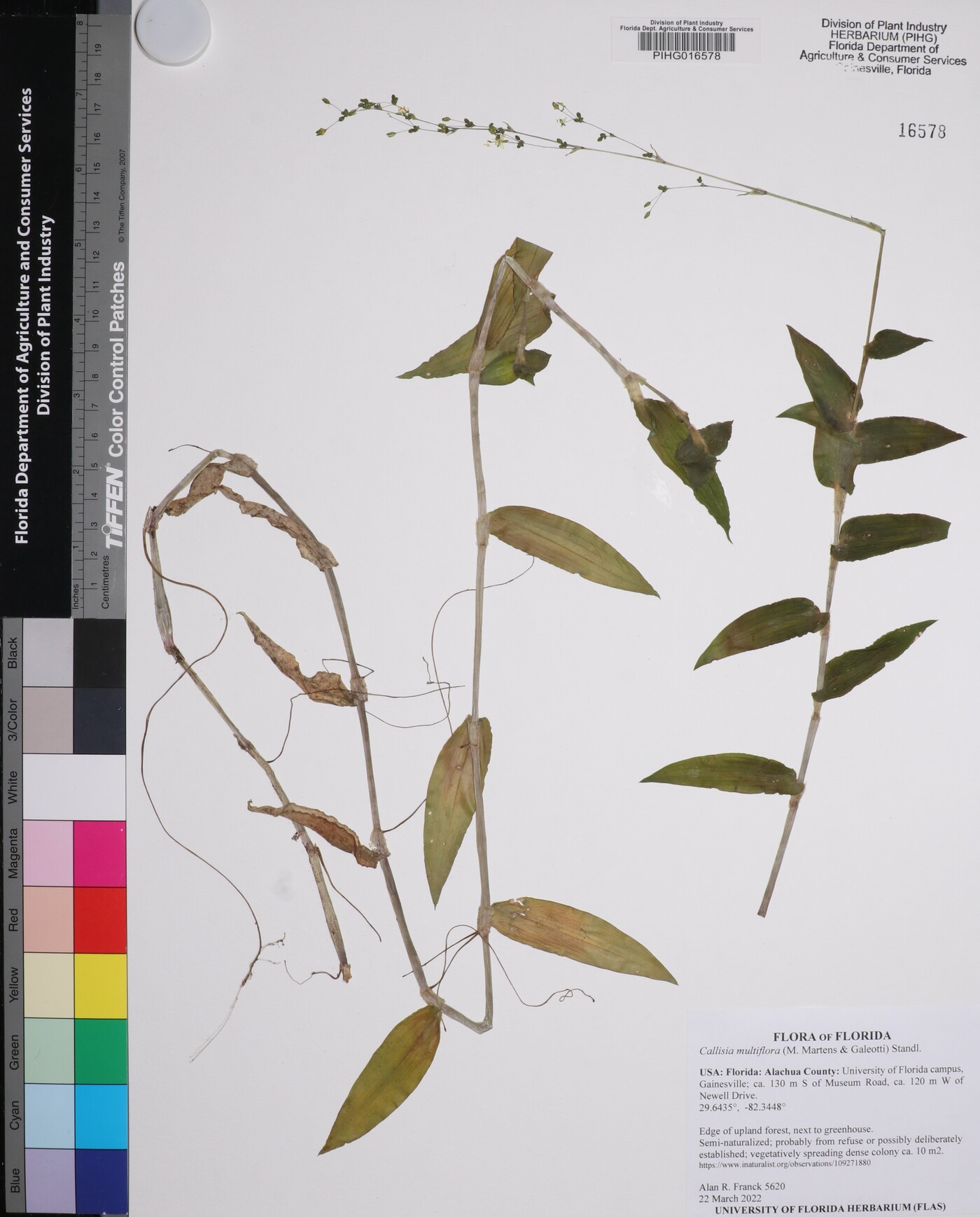 Callisia multiflora image