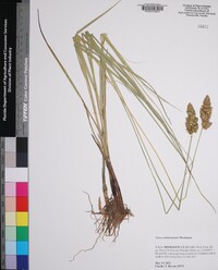 Carex oklahomensis image