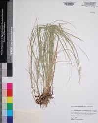 Carex socialis image